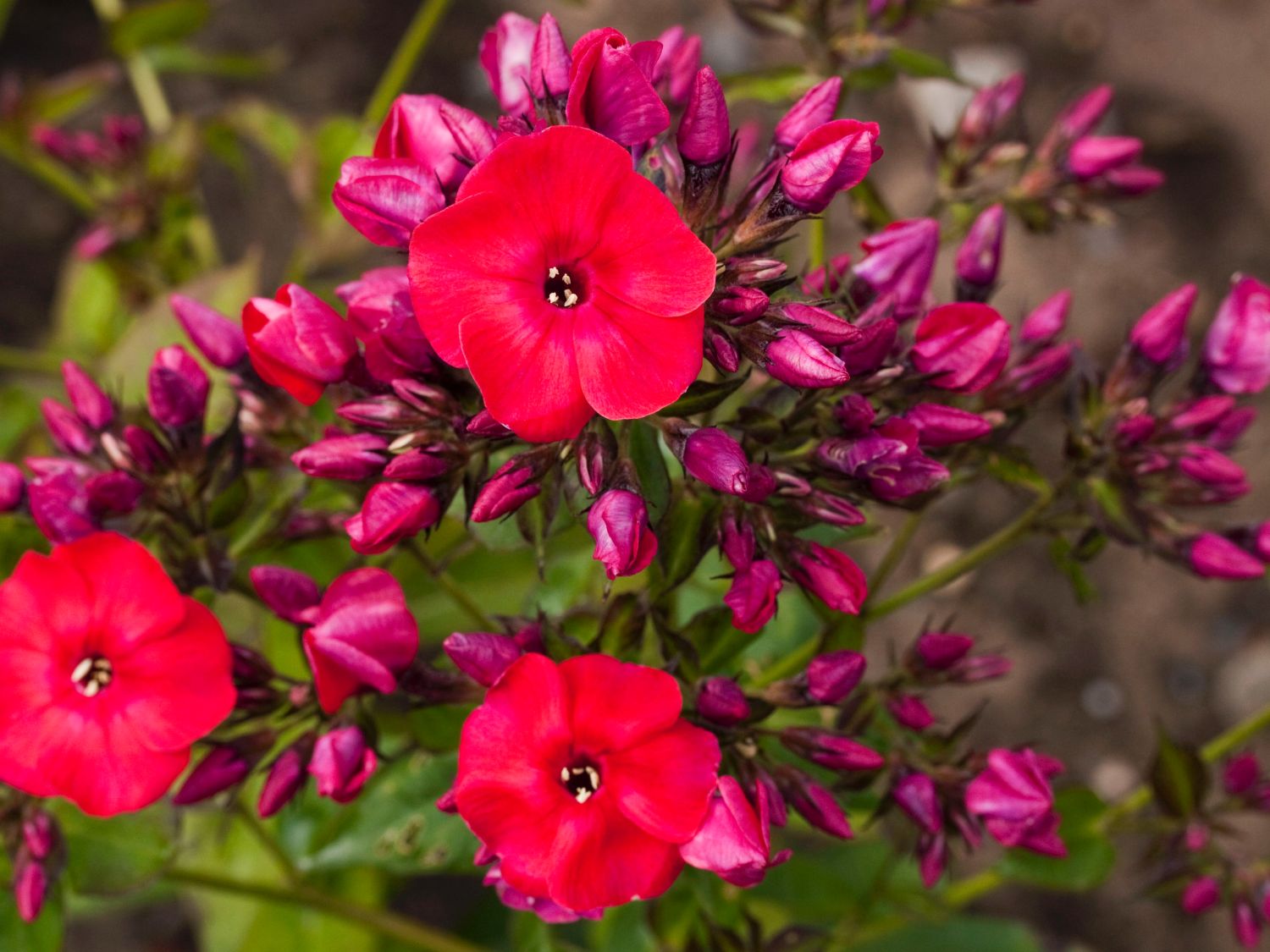 Flammenblume 'Red Flame' - Phlox paniculata 'Red Flame'