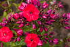 Flammenblume 'Red Flame' - Phlox paniculata 'Red Flame'