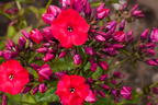 Flammenblume 'Red Flame' - Phlox paniculata 'Red Flame'