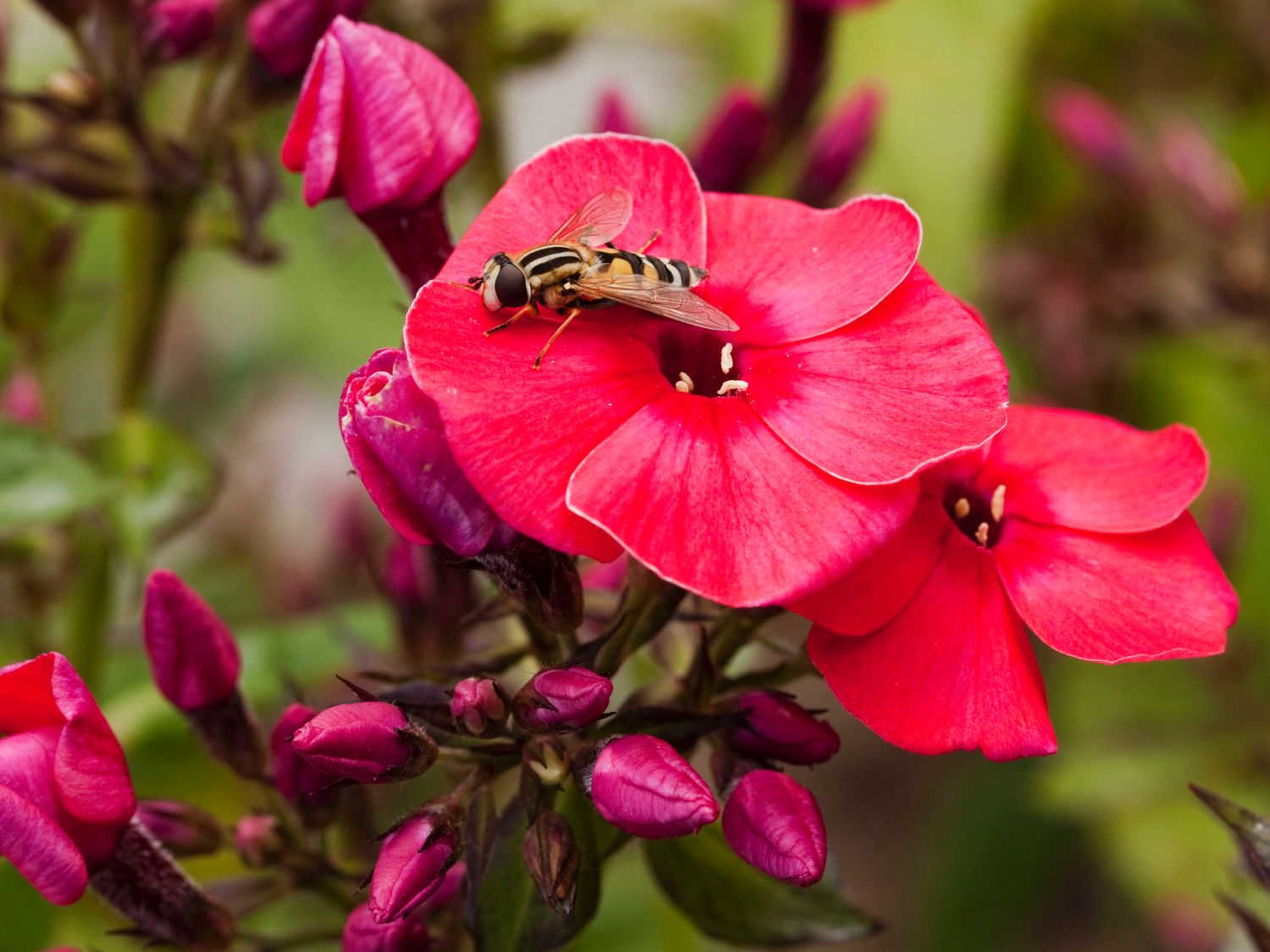 Flammenblume 'Red Flame' - Phlox paniculata 'Red Flame'