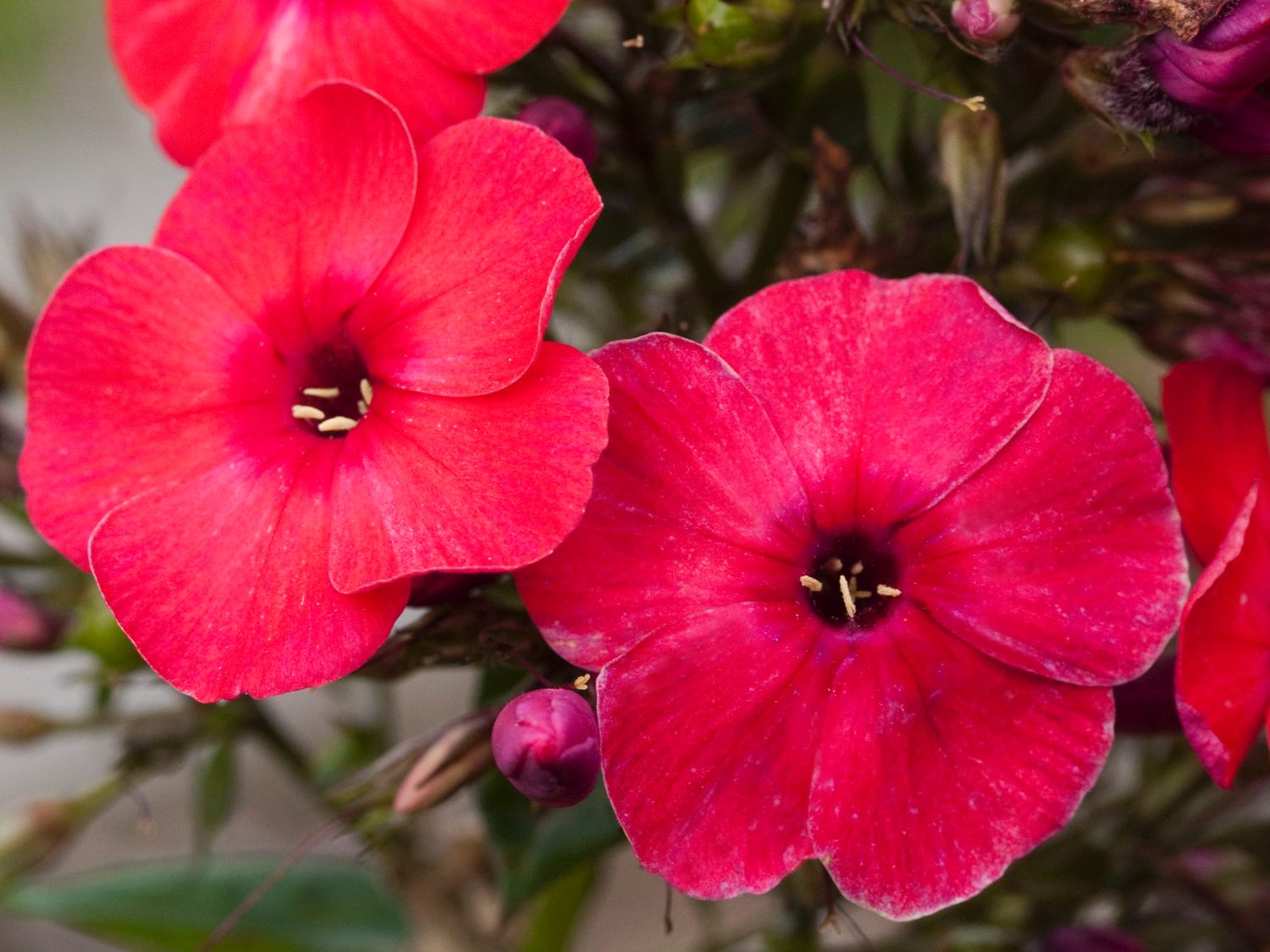 Flammenblume 'Red Flame' - Phlox paniculata 'Red Flame'