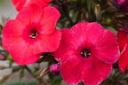 Flammenblume 'Red Flame' - Phlox paniculata 'Red Flame'