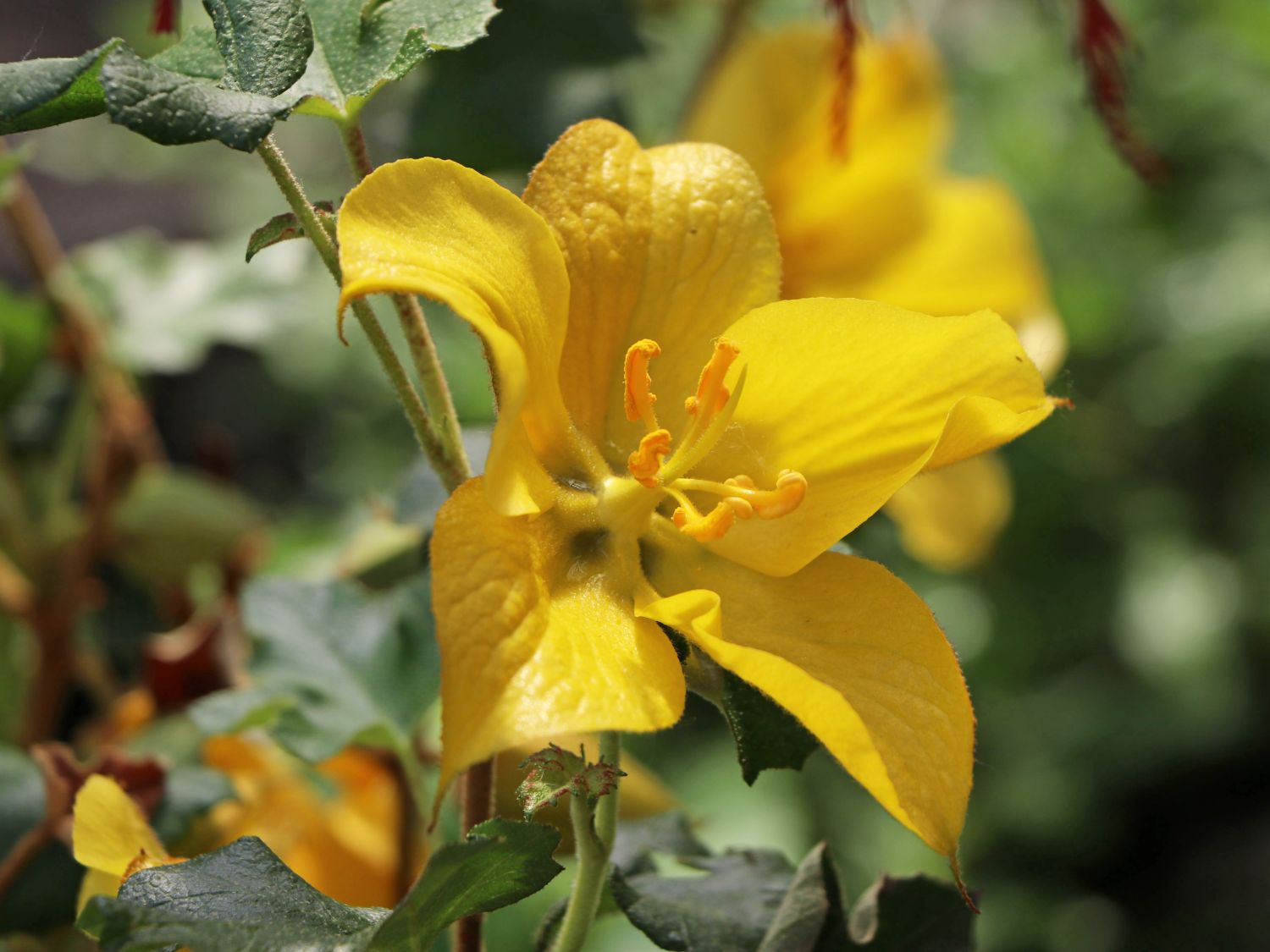 Fremontodendron (Fremontodendron)