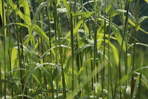 Flaschenbürstengras