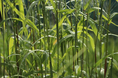 Flaschenbürstengras - Hystrix patula / Elymus hystrix