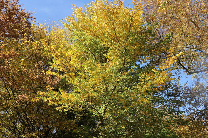 Fall Ulmen Ulmen (Ulmus) - Infos & Pflanzen dieser Gattung