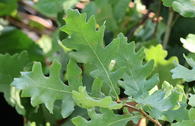 Flaumeiche