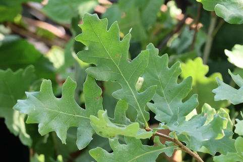 Flaumeiche - Quercus pubescens
