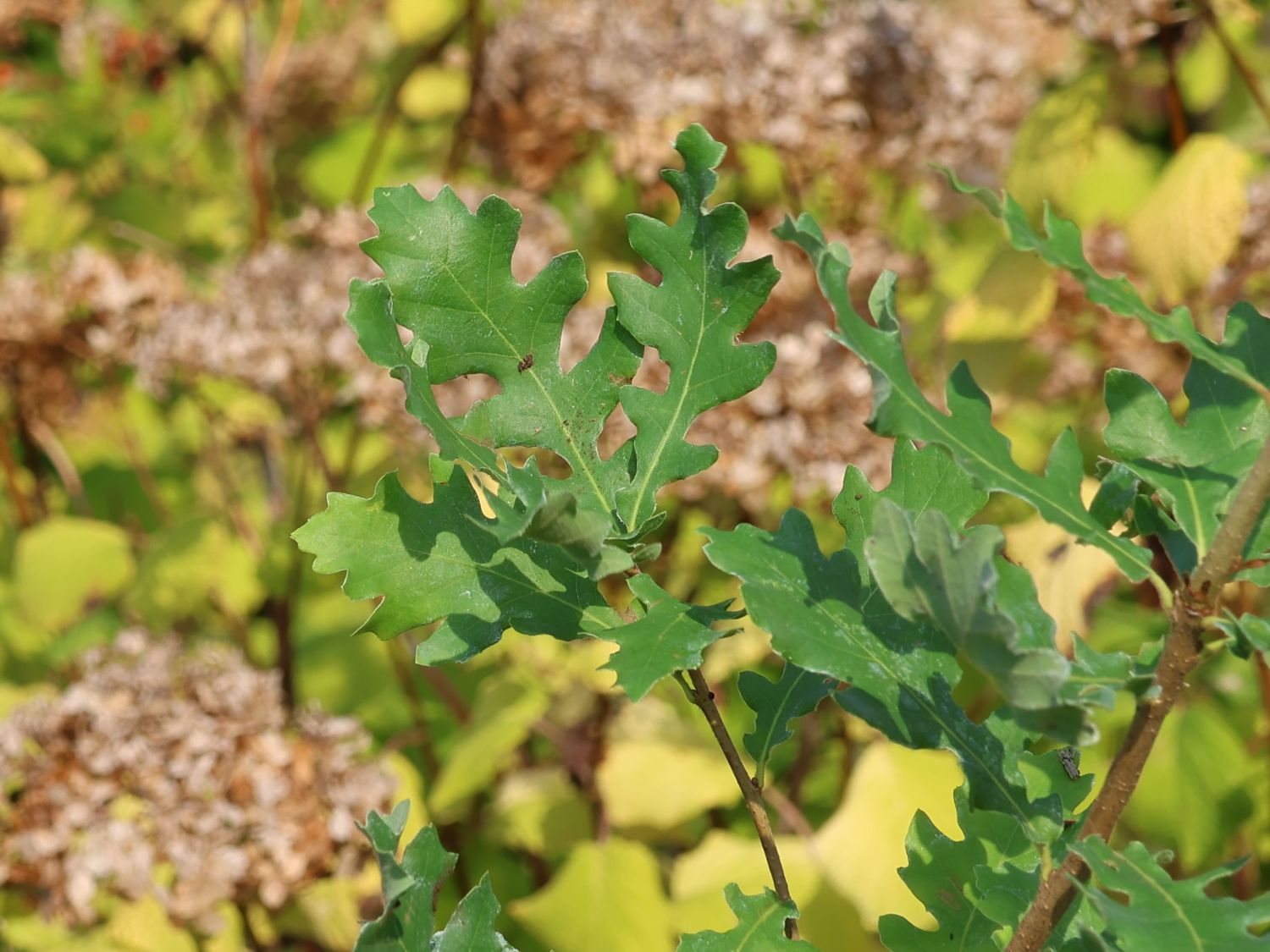 Flaumeiche - Quercus pubescens