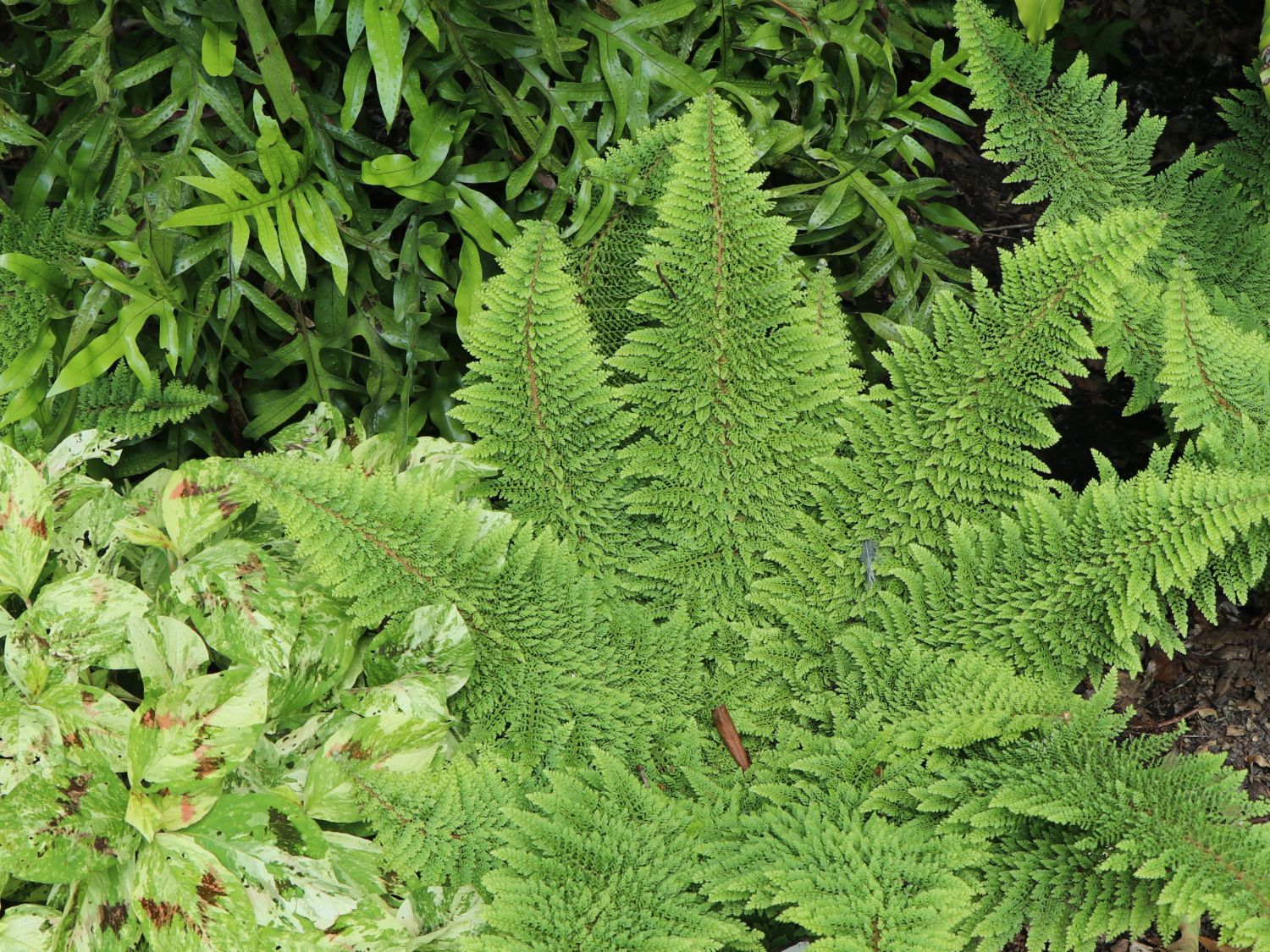 Schildfarne (Polystichum)