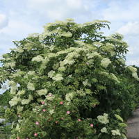 Fliederbeere / Schwarzer Holunder - Sambucus nigra
