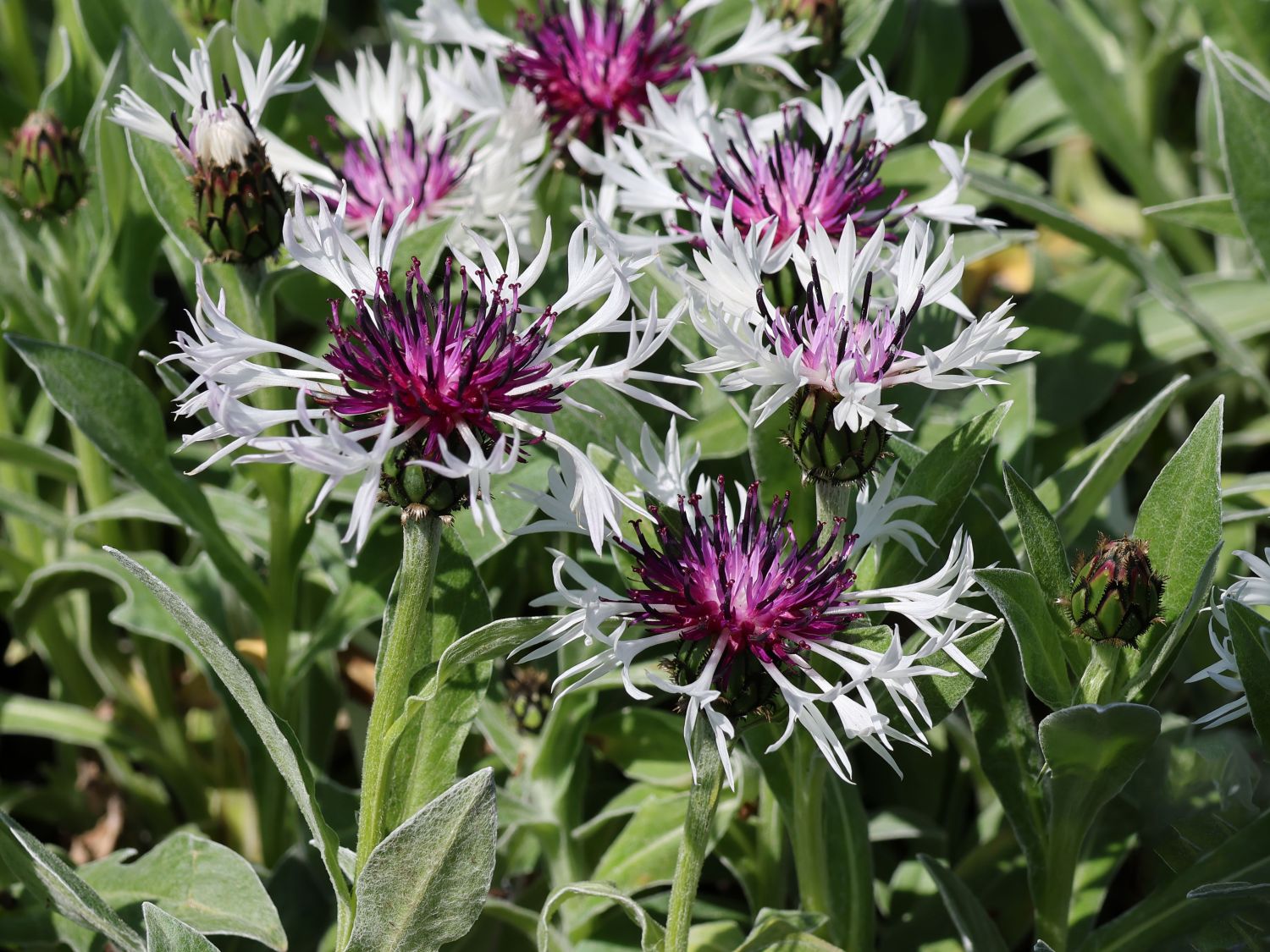 Flockenblume 'Amethyst in Snow' - Centaurea montana 'Amethyst in Snow'