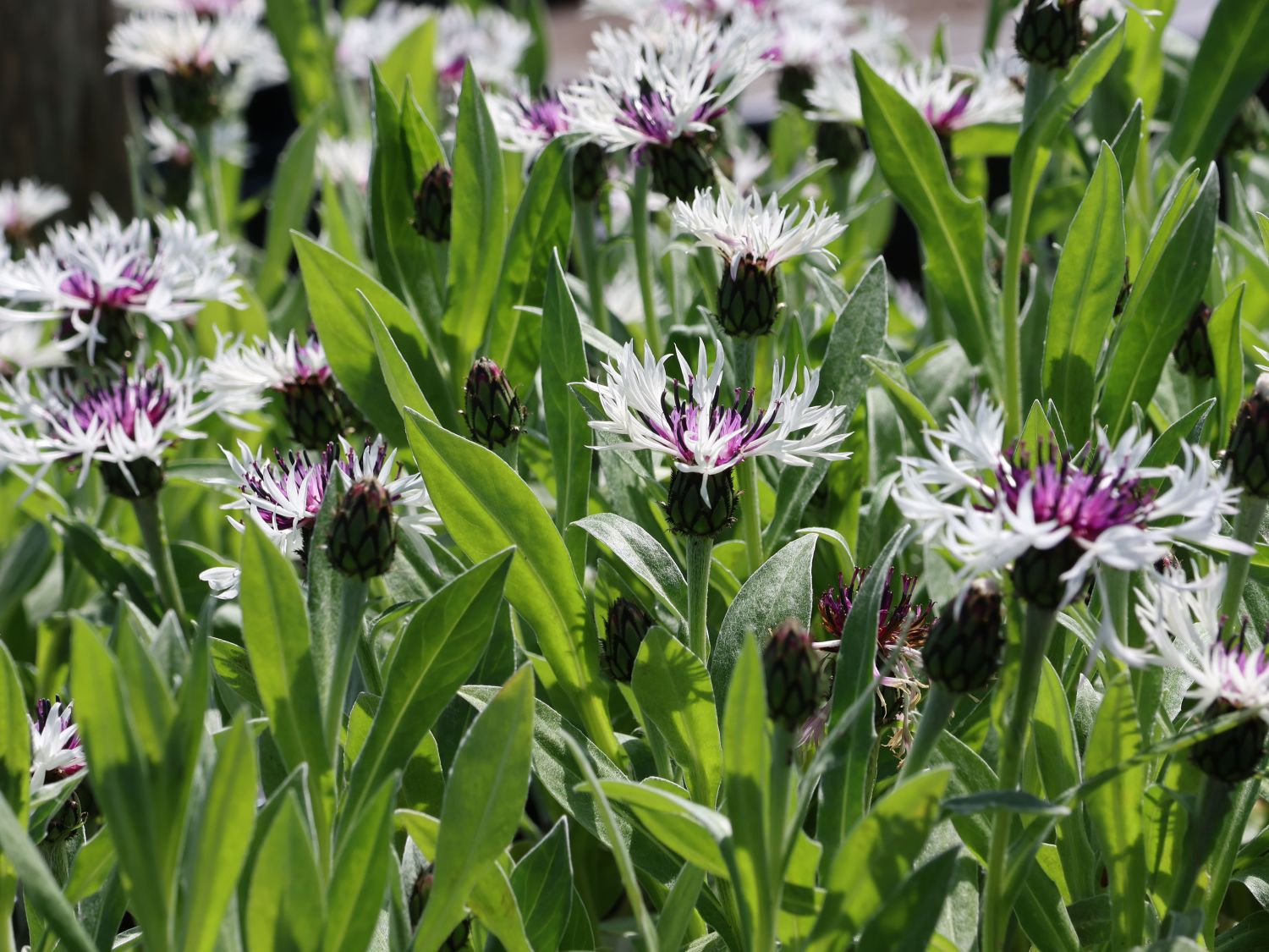 Flockenblume 'Amethyst in Snow' - Centaurea montana 'Amethyst in Snow'