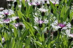 Flockenblume 'Amethyst in Snow' - Centaurea montana 'Amethyst in Snow'