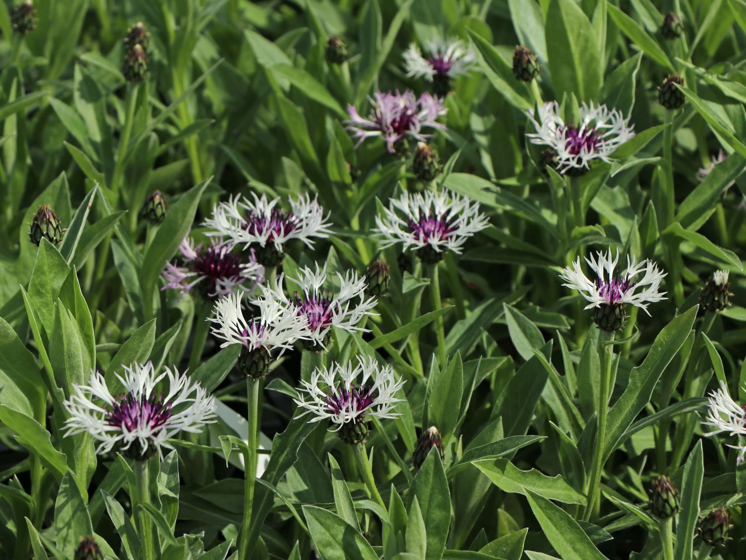 Flockenblume 'Amethyst in Snow' - Centaurea montana 'Amethyst in Snow'