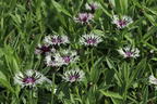 Flockenblume 'Amethyst in Snow' - Centaurea montana 'Amethyst in Snow'