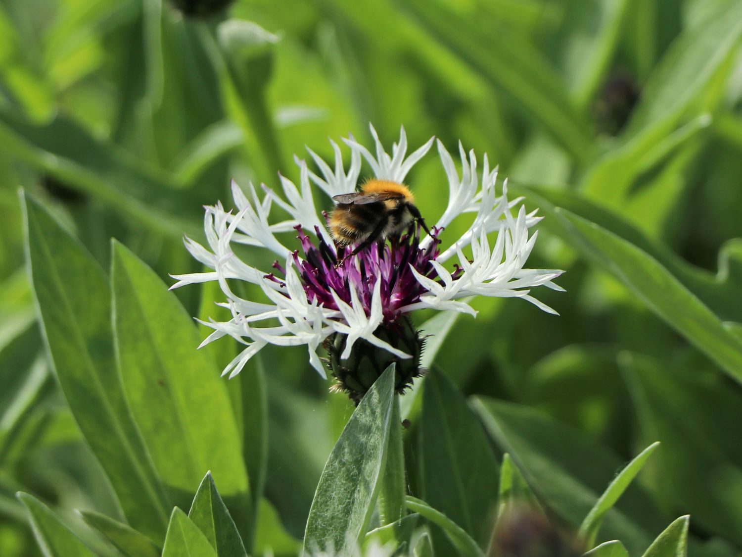 Flockenblume 'Amethyst in Snow' - Centaurea montana 'Amethyst in Snow'