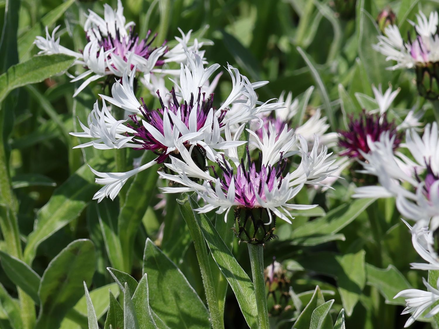 Flockenblume 'Amethyst in Snow' - Centaurea montana 'Amethyst in Snow'
