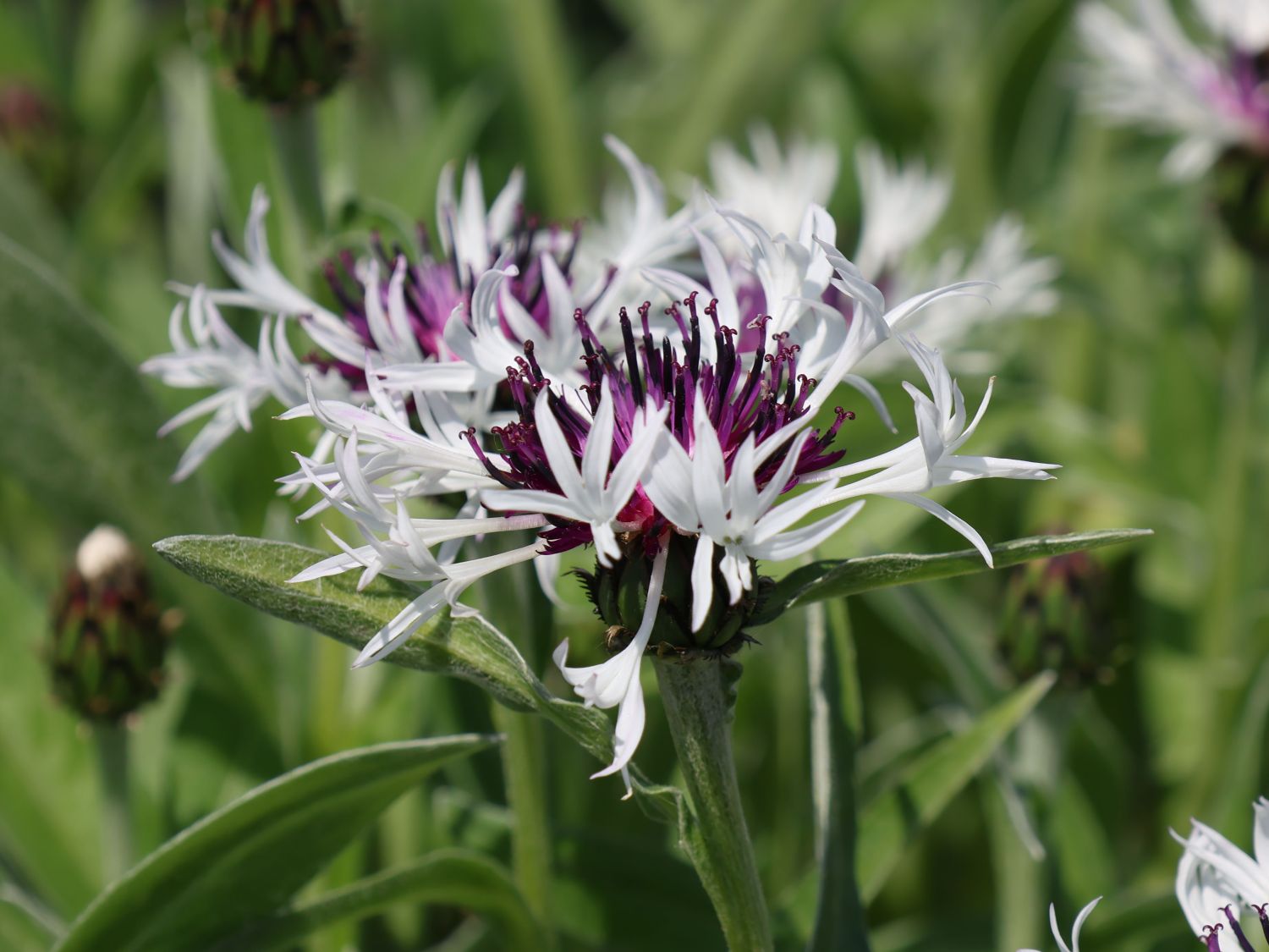 Flockenblume 'Amethyst in Snow' - Centaurea montana 'Amethyst in Snow'