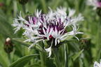 Flockenblume 'Amethyst in Snow' - Centaurea montana 'Amethyst in Snow'