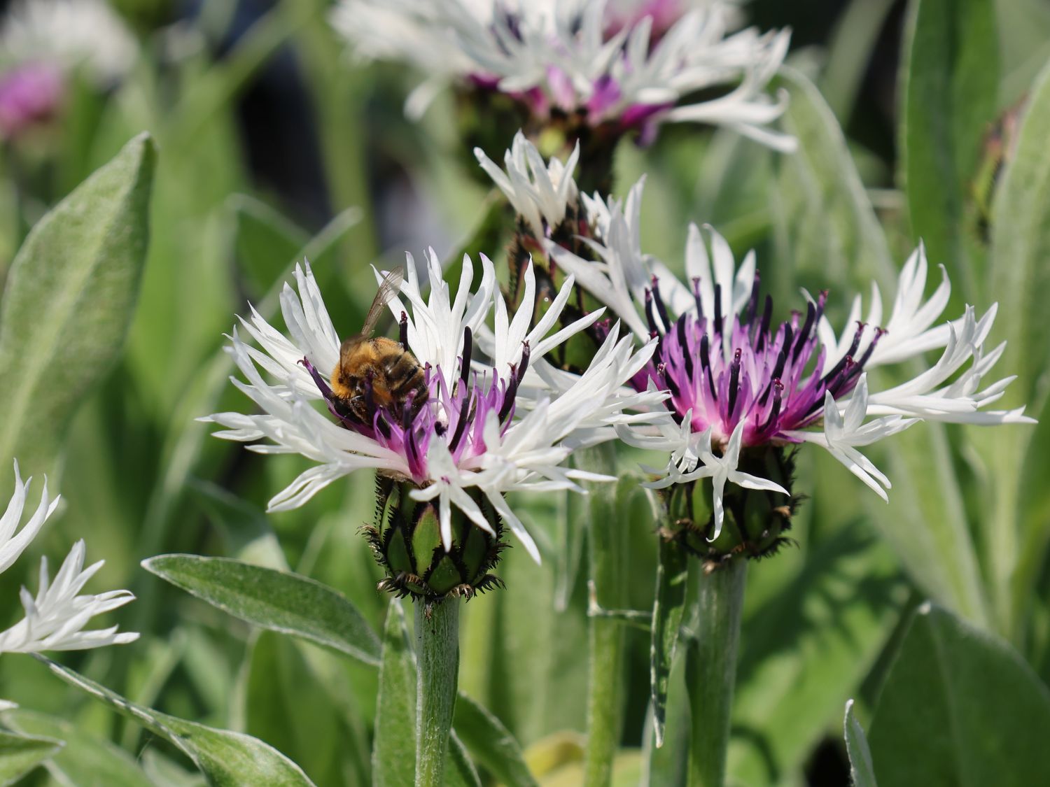 Flockenblume 'Amethyst in Snow' - Centaurea montana 'Amethyst in Snow'