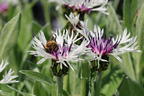 Flockenblume 'Amethyst in Snow' - Centaurea montana 'Amethyst in Snow'