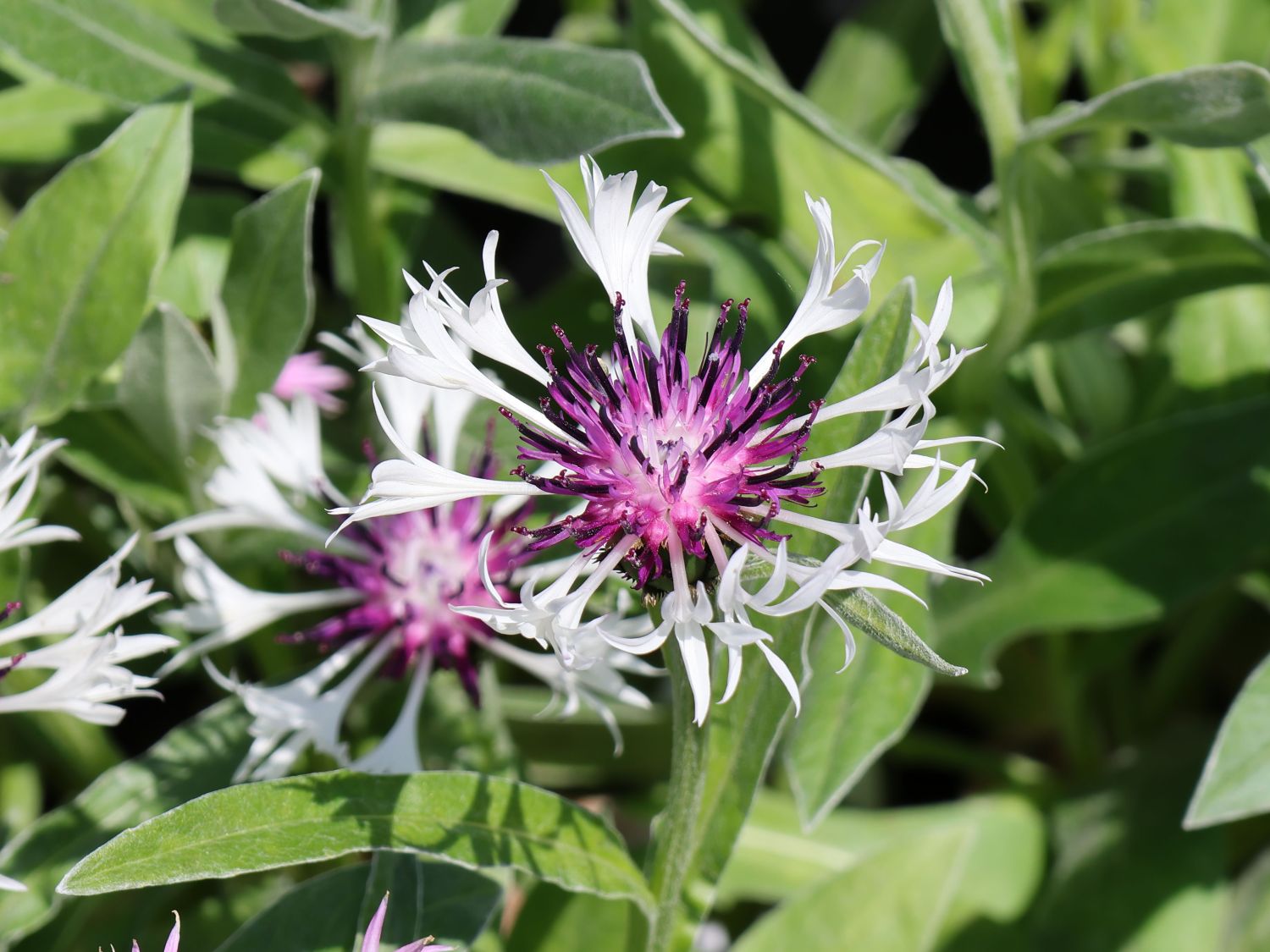 Flockenblume 'Amethyst in Snow' - Centaurea montana 'Amethyst in Snow'