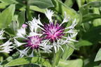Flockenblume 'Amethyst in Snow' - Centaurea montana 'Amethyst in Snow'