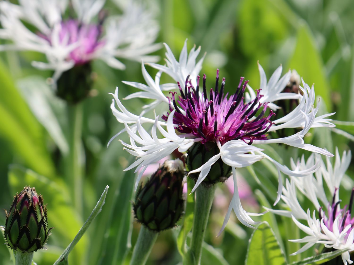 Flockenblume 'Amethyst in Snow' - Centaurea montana 'Amethyst in Snow'
