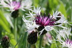 Flockenblume 'Amethyst in Snow' - Centaurea montana 'Amethyst in Snow'