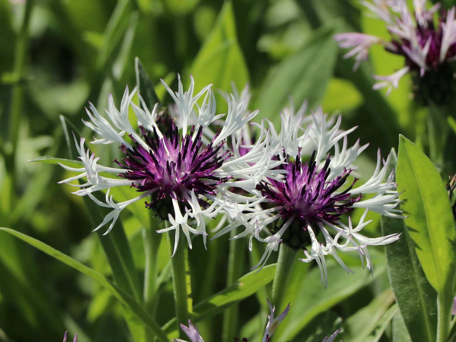 Flockenblume 'Amethyst in Snow' - Centaurea montana 'Amethyst in Snow'