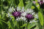 Flockenblume 'Amethyst in Snow' - Centaurea montana 'Amethyst in Snow'