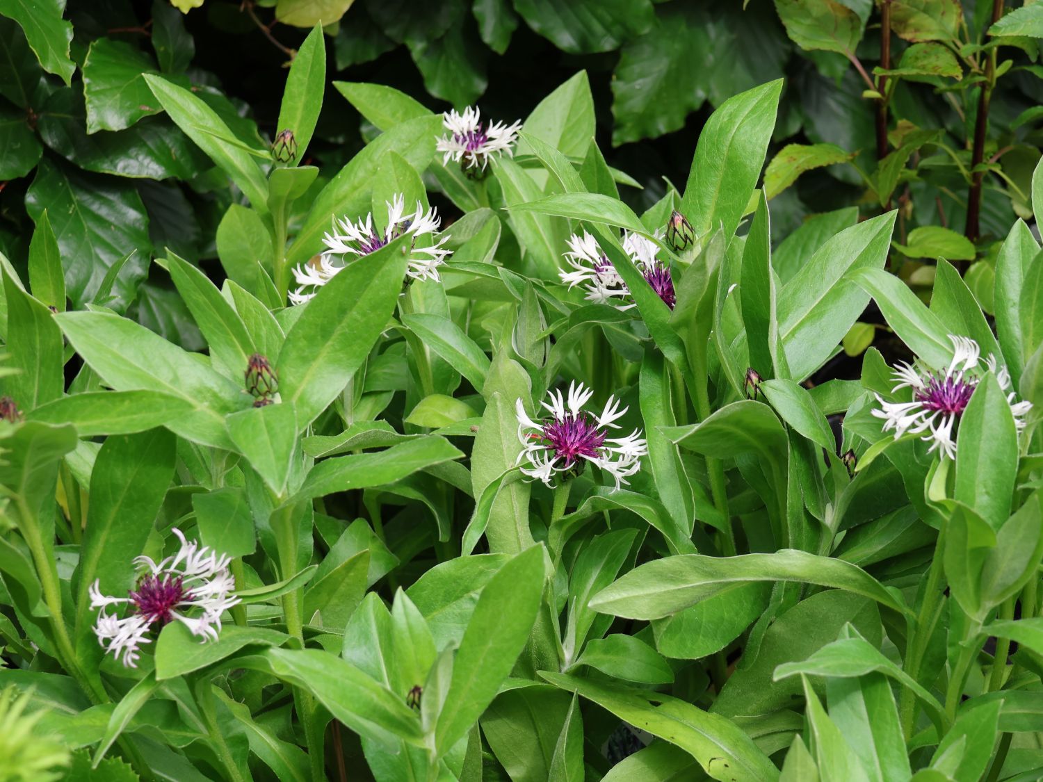 Flockenblume 'Amethyst in Snow' - Centaurea montana 'Amethyst in Snow'