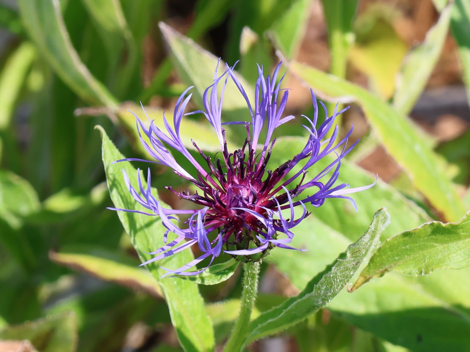 Flockenblume 'Grandiflora'