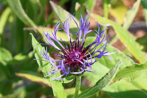 Flockenblume 'Grandiflora' - Centaurea montana 'Grandiflora'