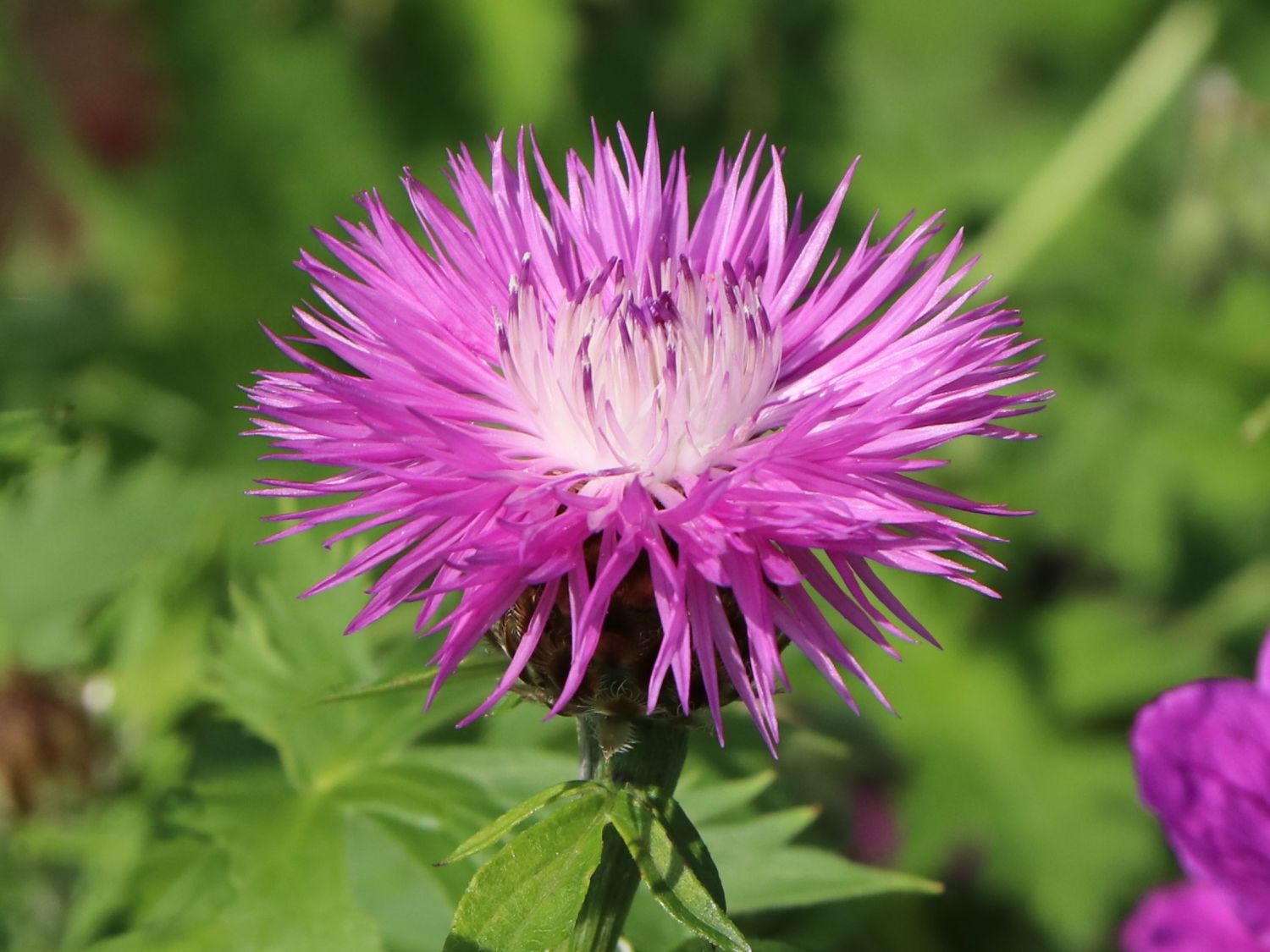 Flockenblume - Centaurea dealbata