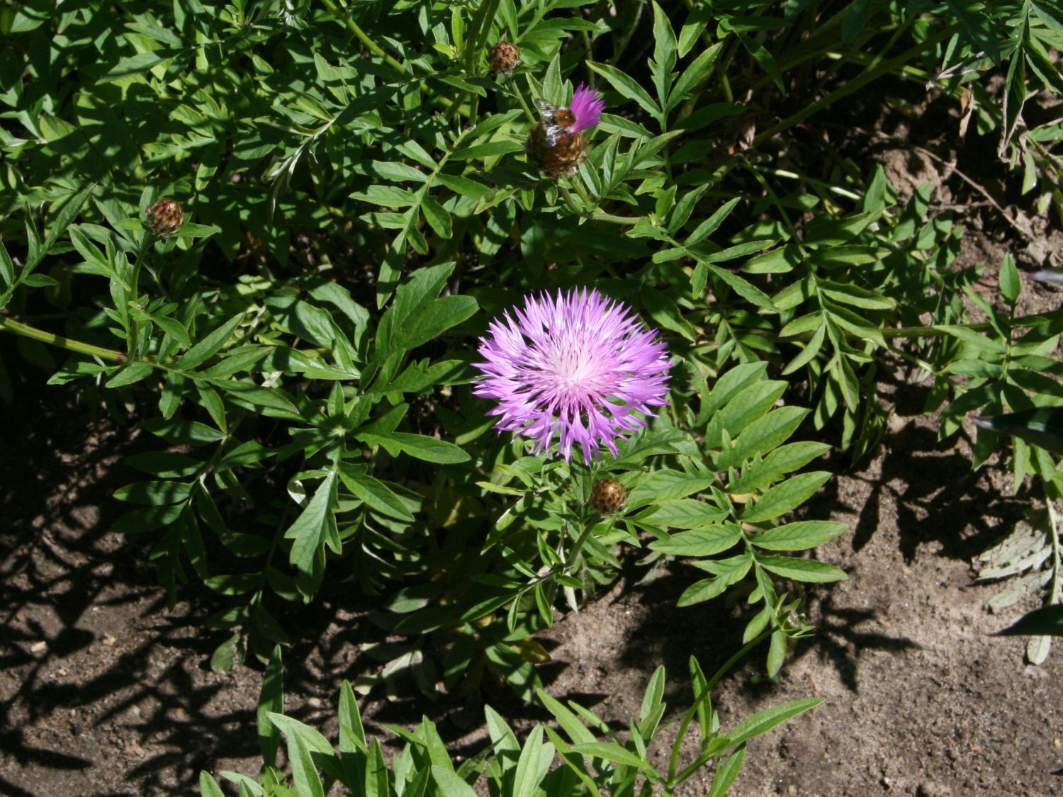 Flockenblumen (Centaurea)