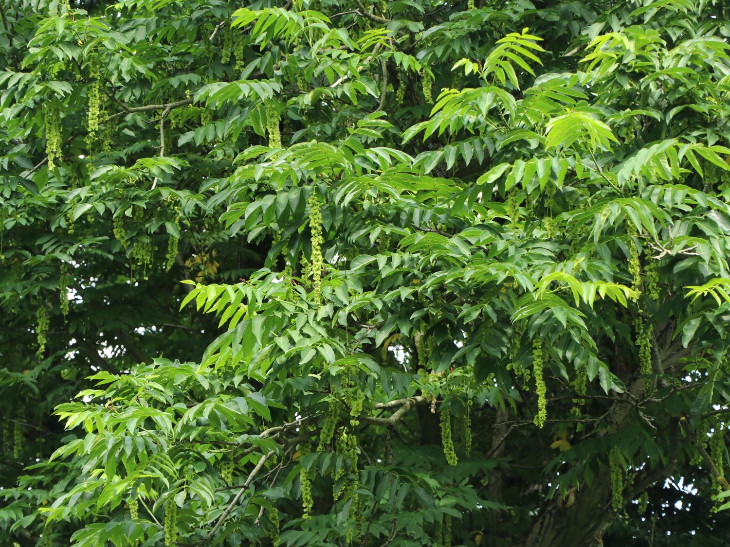 Chinesische Flügelnuss - Pterocarya stenoptera