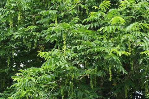 Chinesische Flügelnuss - Pterocarya stenoptera