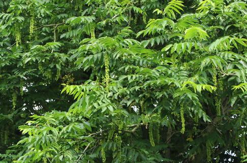 Chinesische Flügelnuss - Pterocarya stenoptera