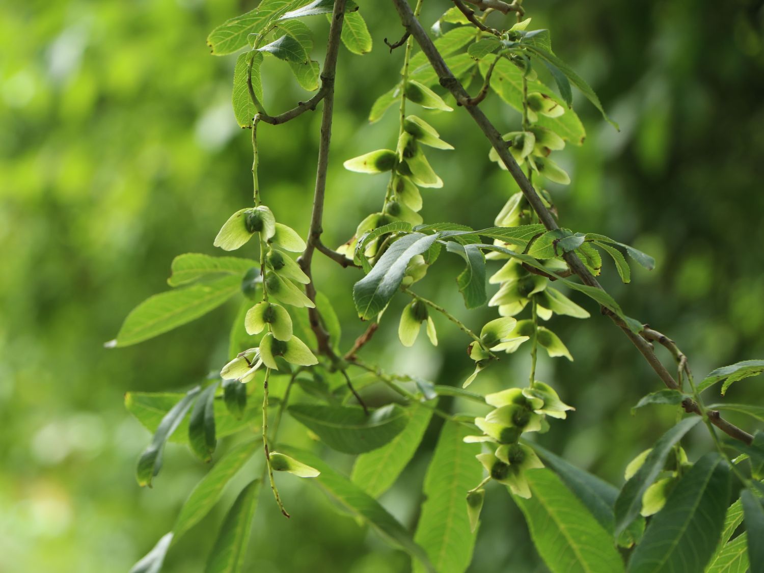 Chinesische Flügelnuss - Pterocarya stenoptera