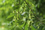 Chinesische Flügelnuss - Pterocarya stenoptera