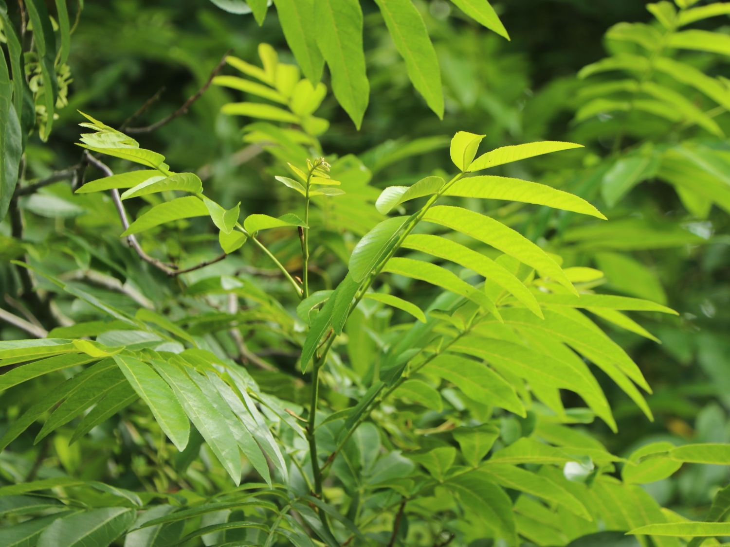 Chinesische Flügelnuss - Pterocarya stenoptera