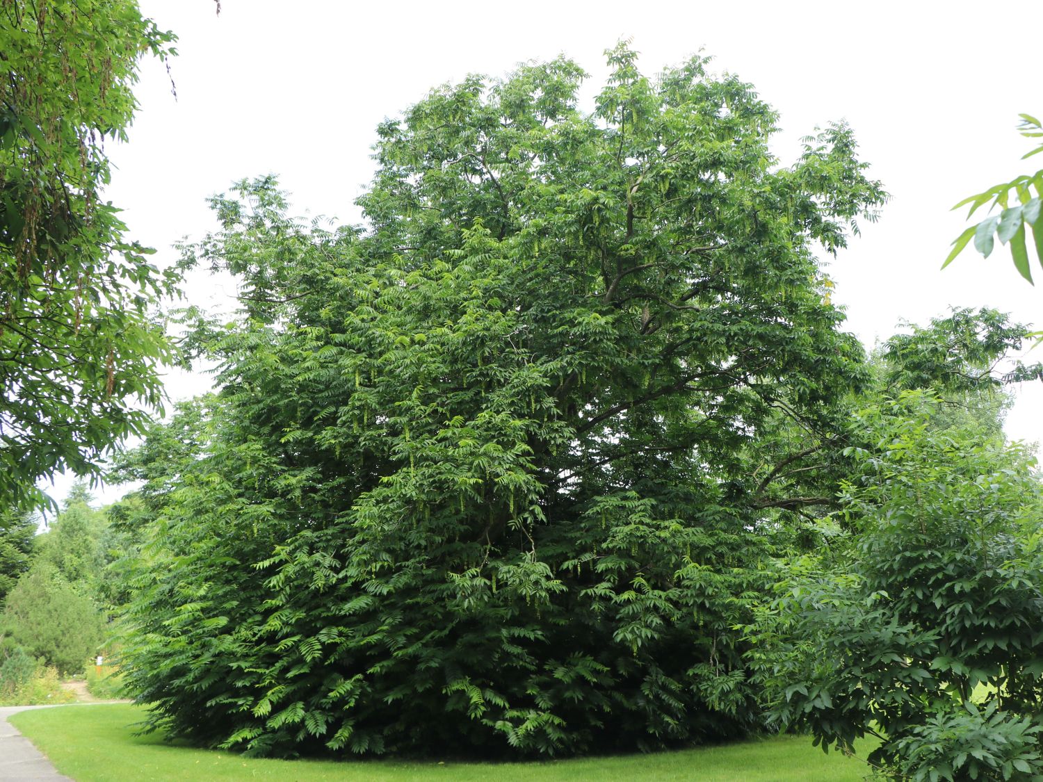 Chinesische Flügelnuss - Pterocarya stenoptera