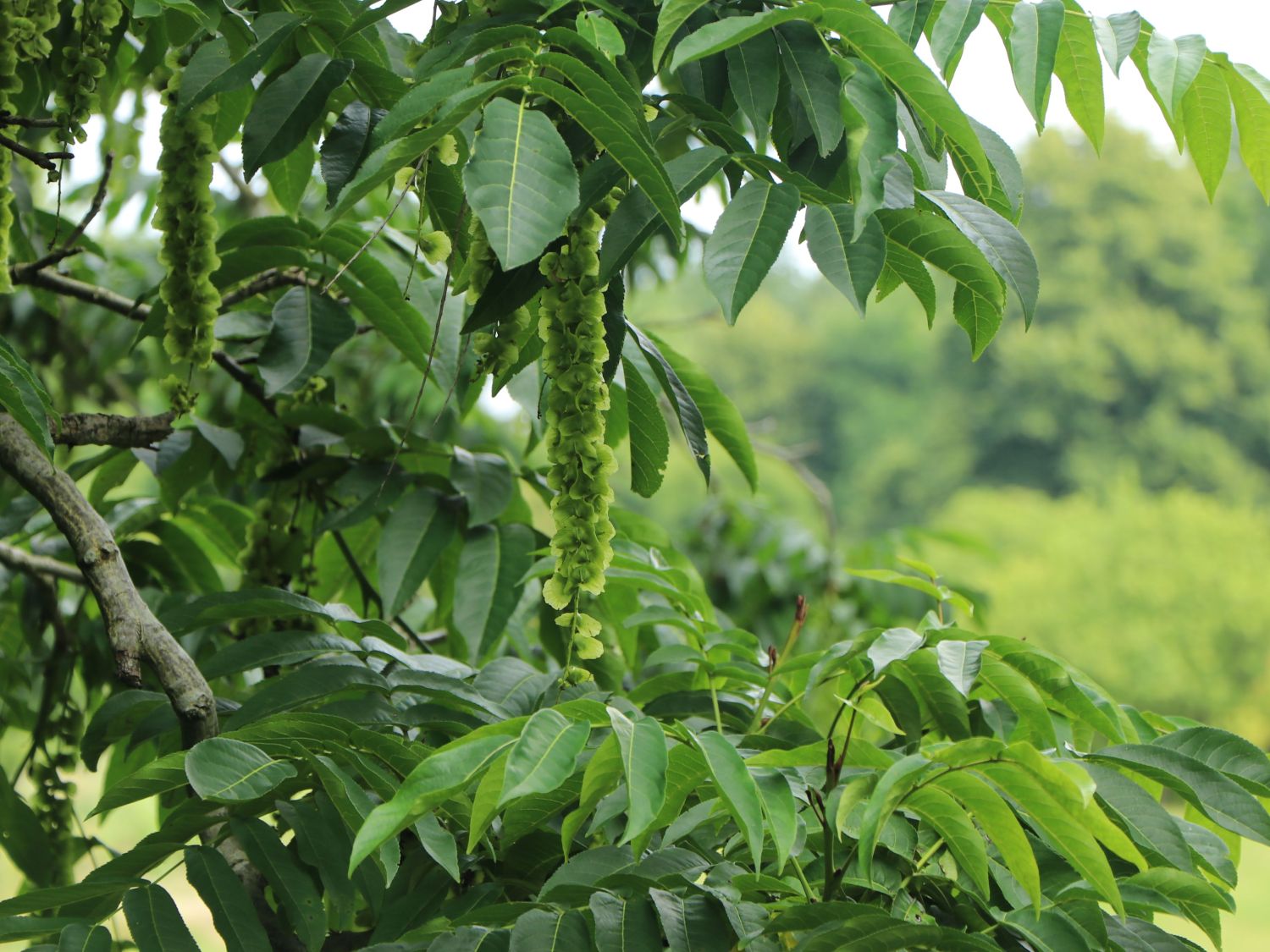 Chinesische Flügelnuss - Pterocarya stenoptera