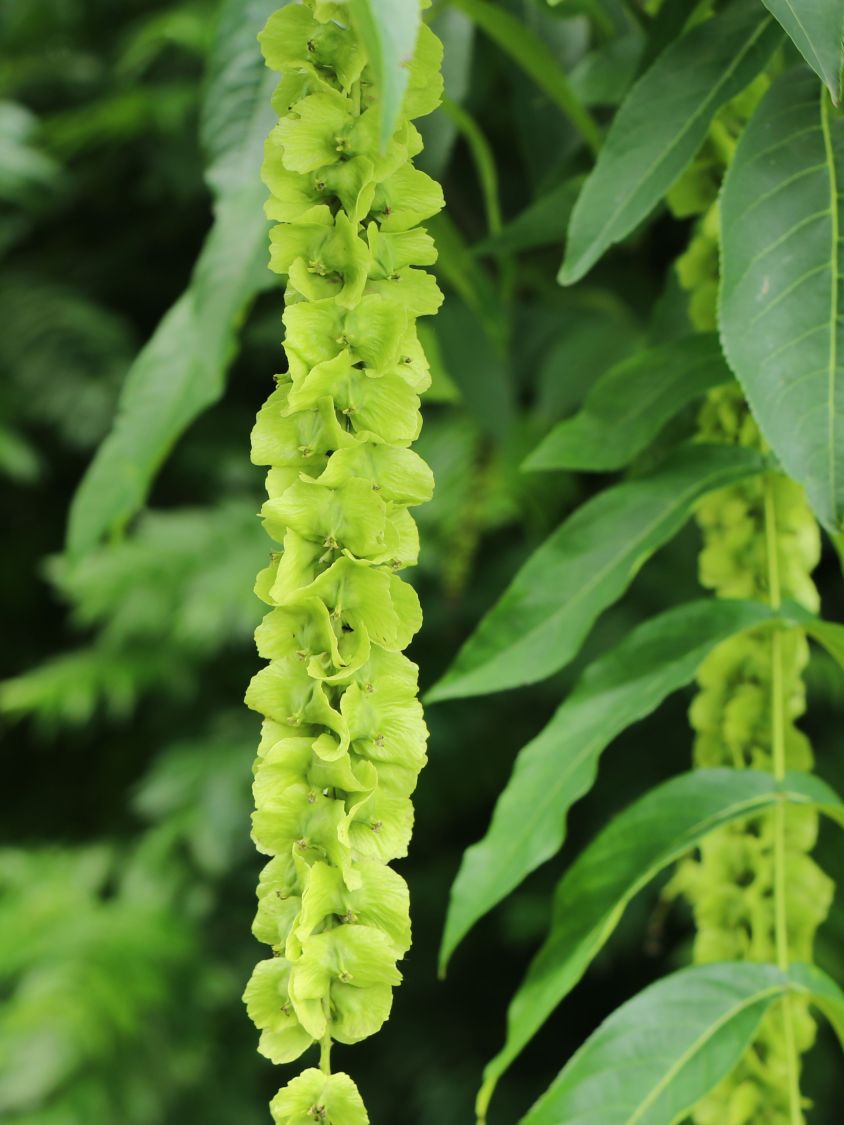 Chinesische Flügelnuss - Pterocarya stenoptera