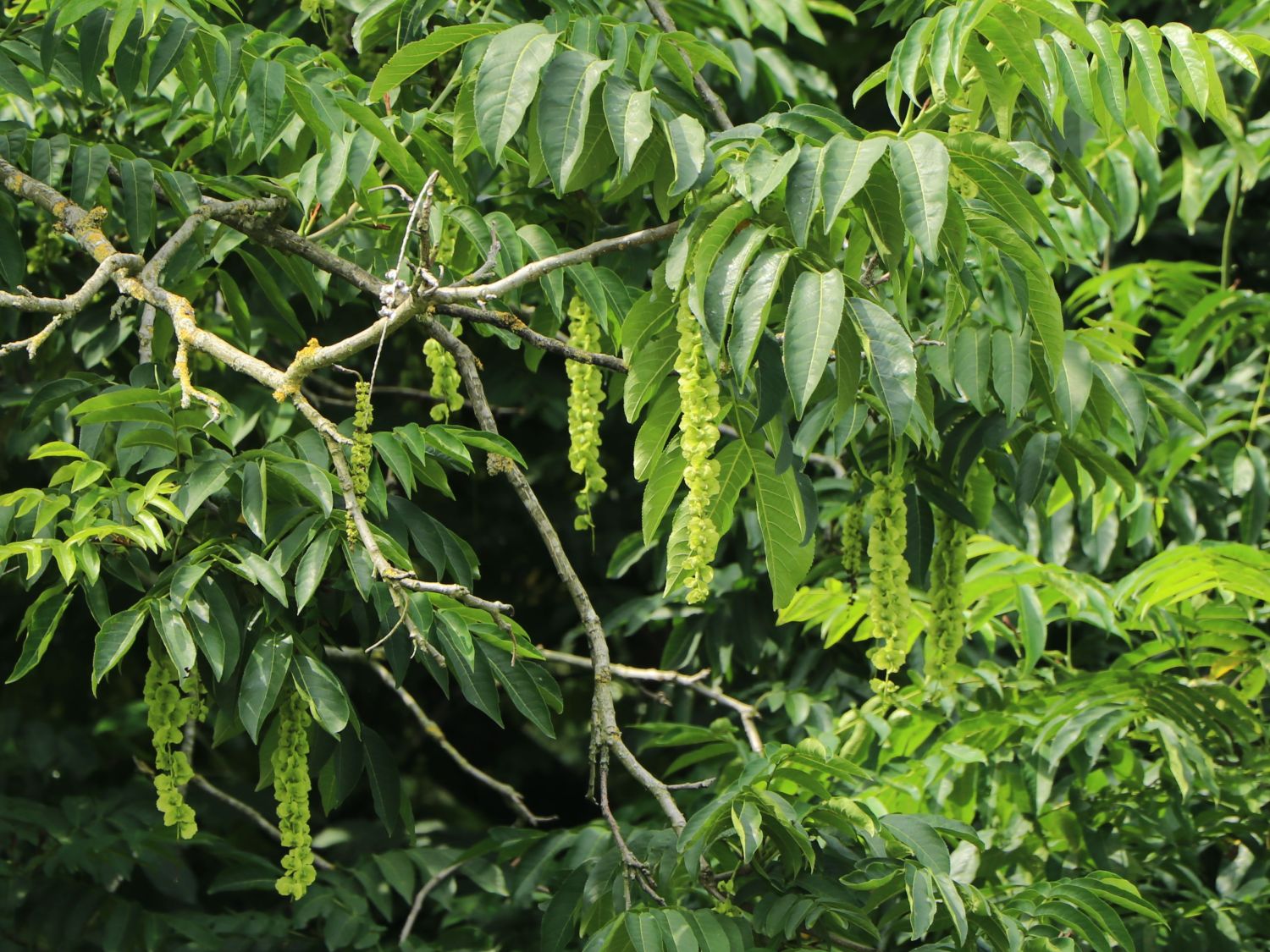 Chinesische Flügelnuss - Pterocarya stenoptera