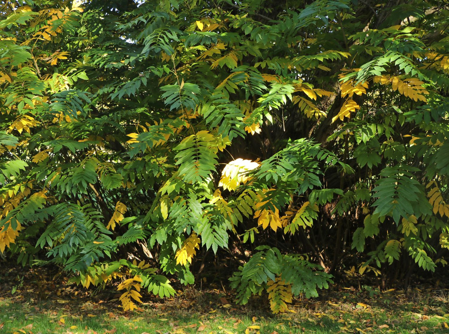Chinesische Flügelnuss - Pterocarya stenoptera
