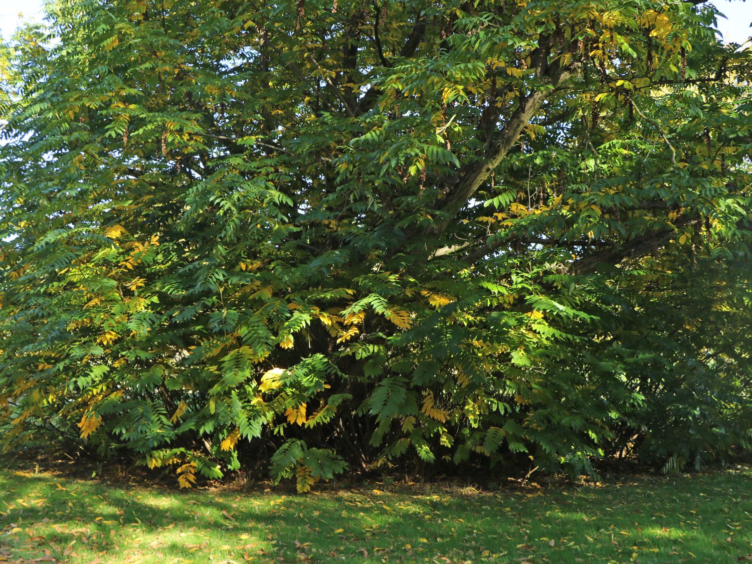 Chinesische Flügelnuss - Pterocarya stenoptera