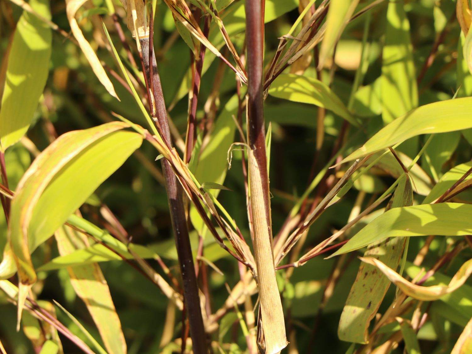 Fontänen-Schirmbambus 'Black Pearl' - Fargesia nitida 'Black Pearl'